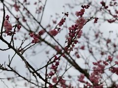 -顾村公园