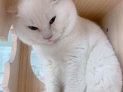-泰国佛·塔罗·泰牌狐仙古曼
