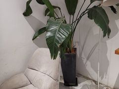 -COTTON CAFE(德信·中外公寓店)