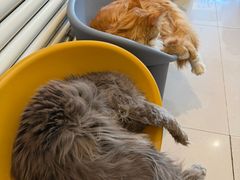 -平行世界·猫咖(首经贸店)
