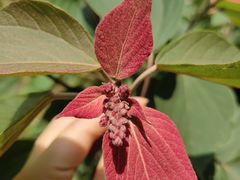 -宁波浙东大竹海景区