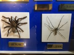 -上海昆虫博物馆