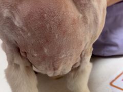 -瑞派康怡24h宠物医院·犬猫医疗中心·微创绝育(瑞景分院)