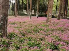 -眉山湿地公园(东坡区)