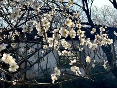 -杭州植物园