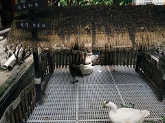 -优之名鹅城