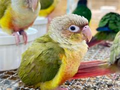 -帕帕拉兹宠物(亚洲旗舰店)