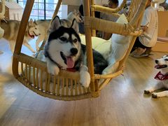 -Husky Go! 哈士奇体验馆·宠物咖啡厅狗咖