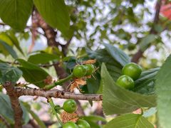 -樱桃山旅游景区