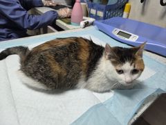 -半岛宠物医院24小时(白果林店)