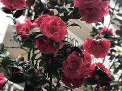 -东莞御景湾湖畔酒店·莱奥咖啡厅