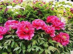-莲花池公园
