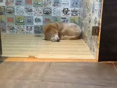 -宠物之家Pets Home 宠物寄养酒店