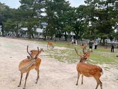 -奈良公园