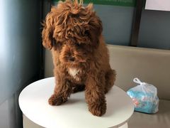 -爱侣宠医·鹦鹉专科·小型哺乳类·异宠专科(灵石路店)