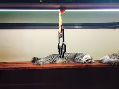 -猫咪博物馆(顶澳仔猫街店)