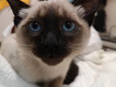 -瑞派·关忠动物医院·异宠专科·犬猫肿瘤·皮肤专科(望京店)