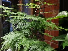 -长寿面(北京西路店)