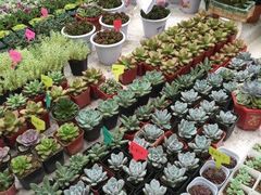 -金陵花卉交易市场