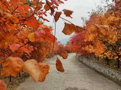 -北京鹫峰国家森林公园