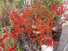 -龙大花卉苗木市场