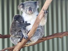 -费瑟代尔野生动物园