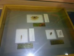 android_upload_pic-上海昆虫博物馆