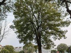-七宝老街-闵行市民文化广场