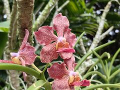 -新加坡植物园