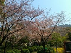 -汉拿树木园