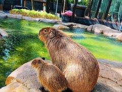 -北京野生动物园