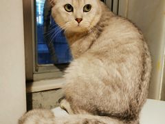 -猫儿山۰猫主题餐厅