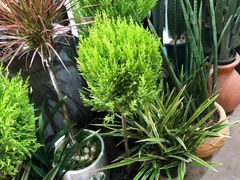 -桂林市花鸟市场