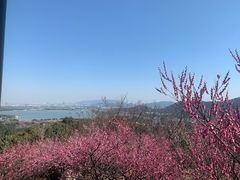-香雪海
