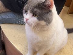 -MOCHA明星猫咖(田子坊店)