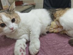 -动物缘宠物医院·骨科·猫科(西二环店)