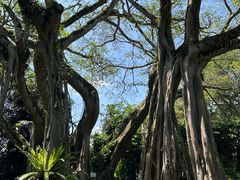 -瑞丽独树成林风景区