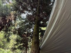 -重庆睡佛山森林公园