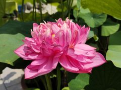 -莲花池公园