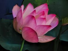 -荔湾湖公园
