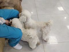-中农大我爱我爱动物医院·核磁CT·猫病·24小时夜诊中心(石佛营店)