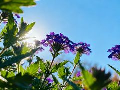 -汉长安城未央宫国家考古遗址公园