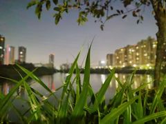 -大亚湾红树林城市湿地公园
