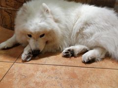 -more than meow吴止猫主题餐厅(承德 中船汇店)