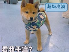 -顺强宠物诊所·狂犬免疫·夜诊·骨科(嘉定店)