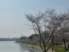 -羊山湖公园