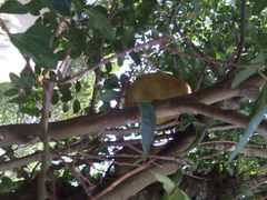 三亚凯莱仙人掌度假酒店-三亚亚龙湾凯莱仙人掌度假酒店