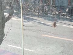 -前门故事烤鸭店(十里河店)