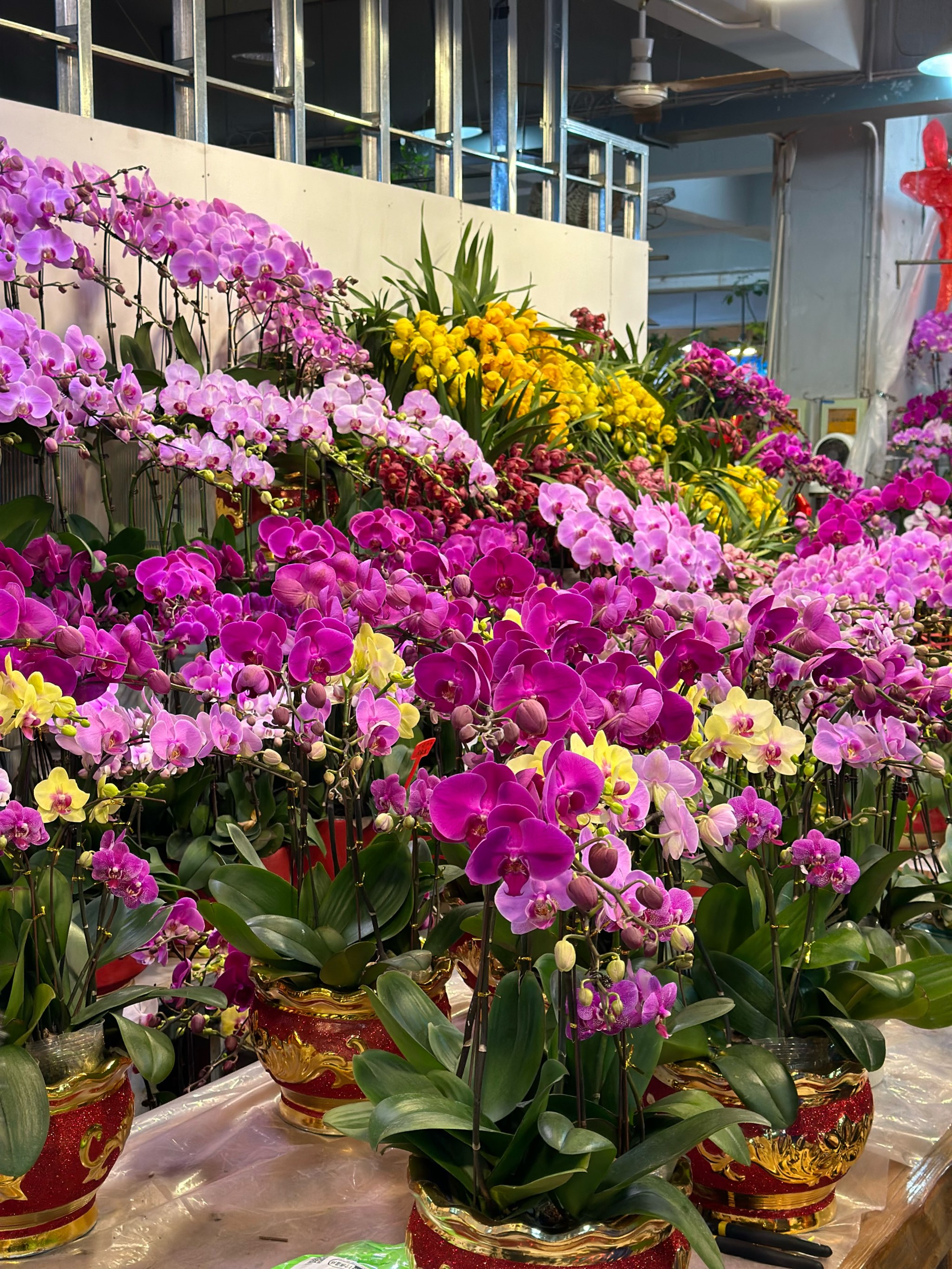 南山花卉市场买年花