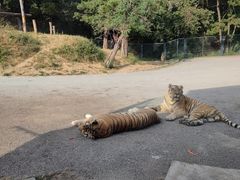 -大连森林动物园